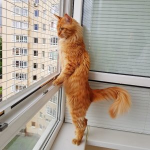 сетка на окно антикошка