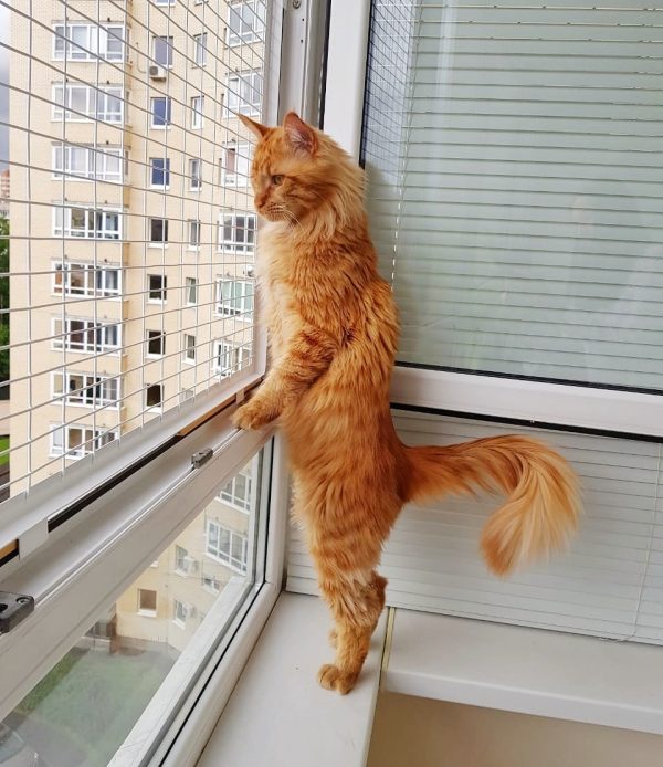 сетка на окно антикошка