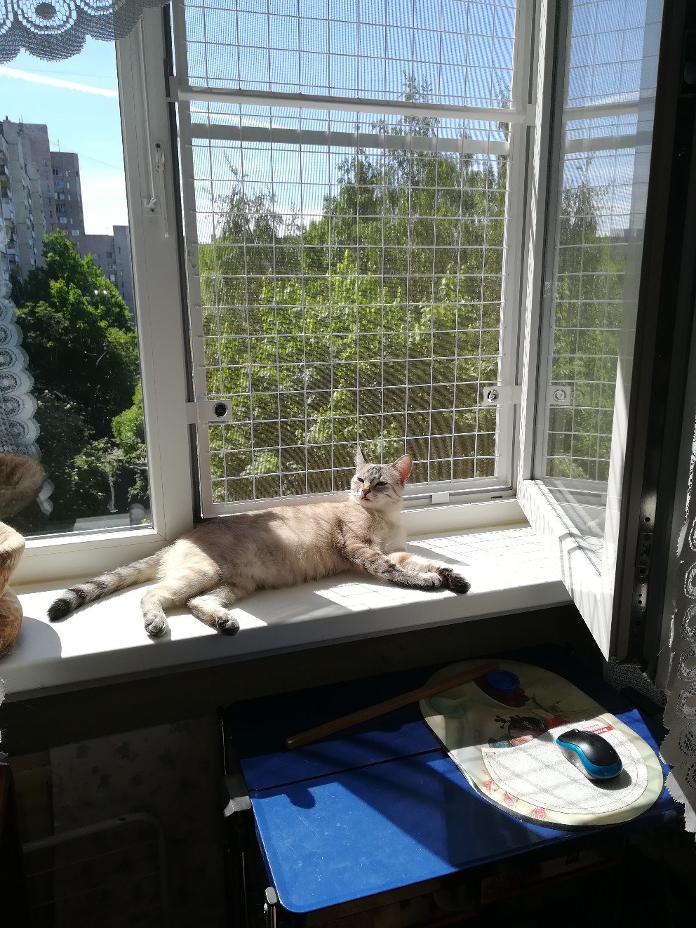 Решетка на окно для кошки вид изнутри