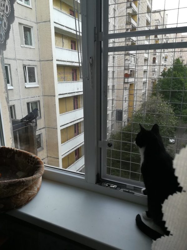 антикошка на окна