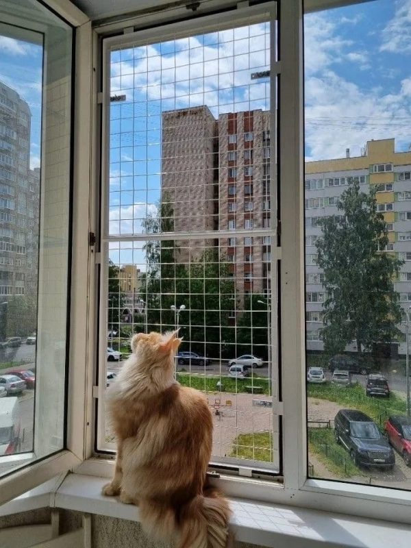 Кошка у открытого окна с установленной сеткой антикошка