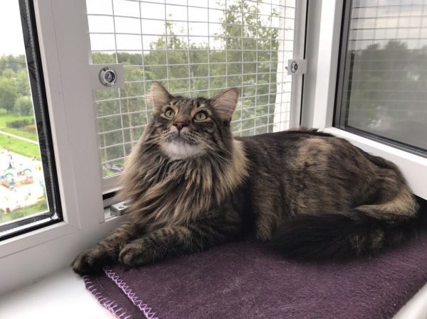 сетка на окна для котов