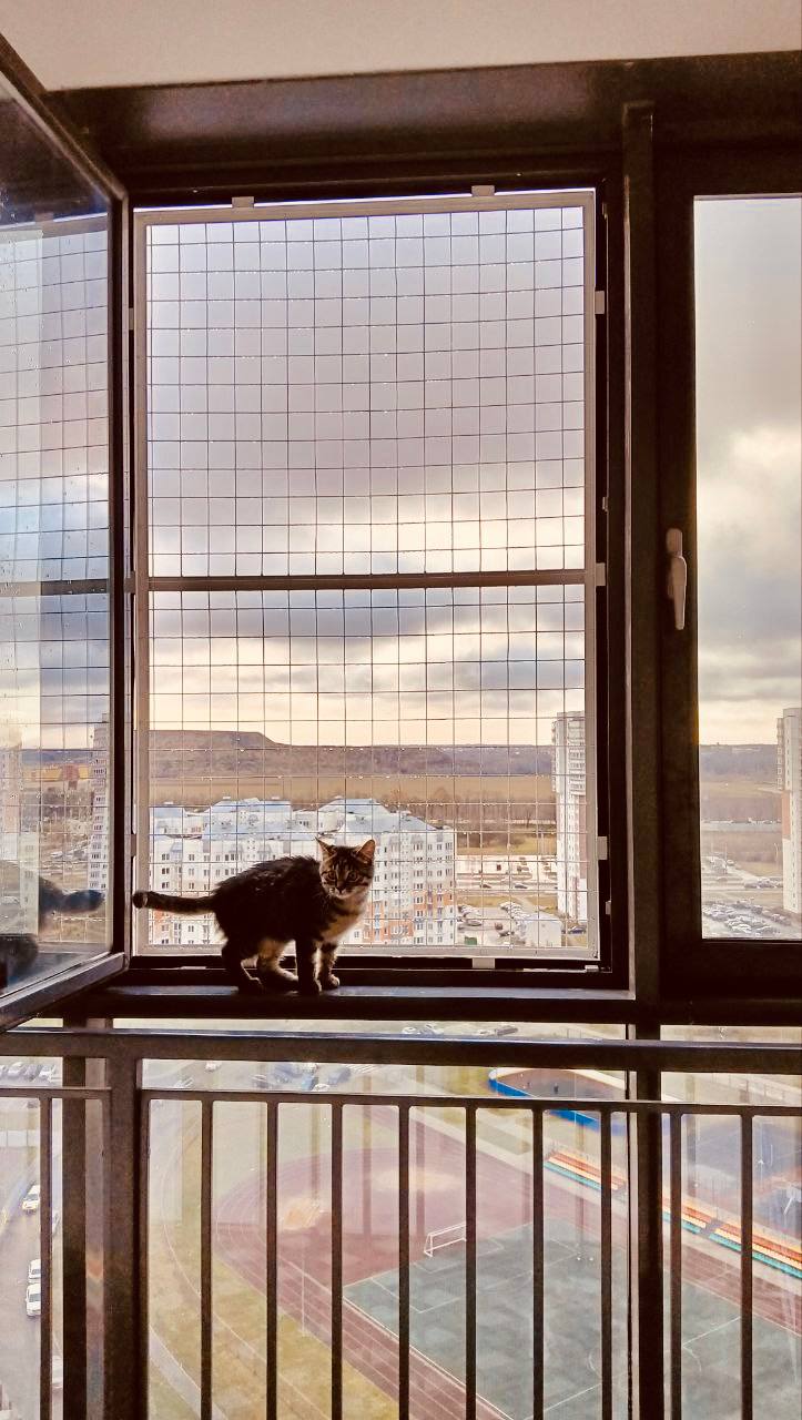 Сетка антикошка на металлическое окно. На фото кошка Лакрица