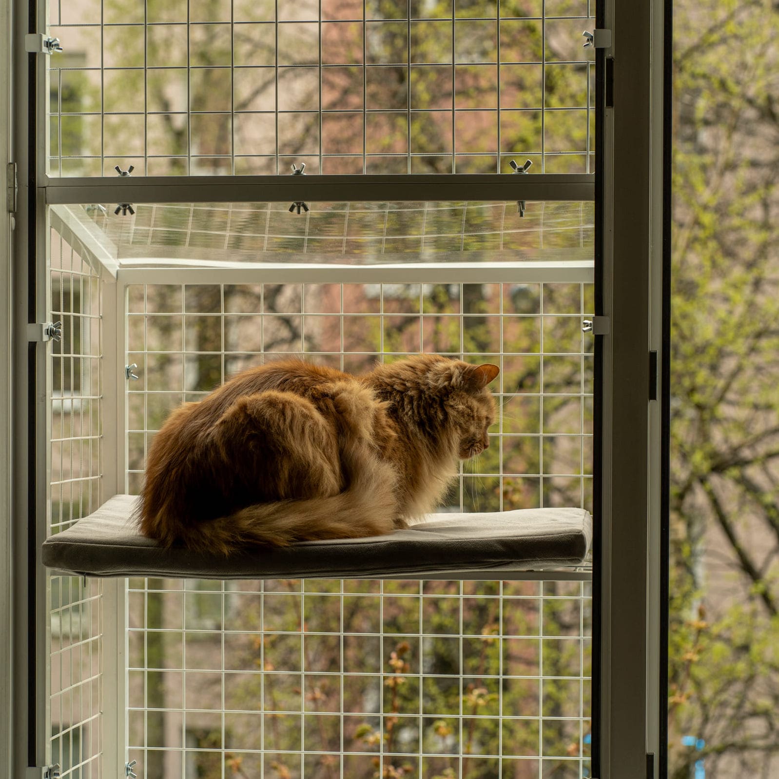 Котобалкон на окно