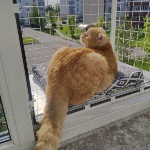 Котобалкон на окно, балкончик выгул для котов.