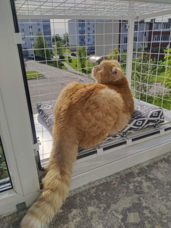 Котобалкон на окно, балкончик выгул для котов.