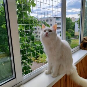 антикошка на распашное балконное окно, мейн-кун возле решетки антикошка наблюдает в окно