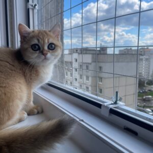 Антикошка на распашное окно