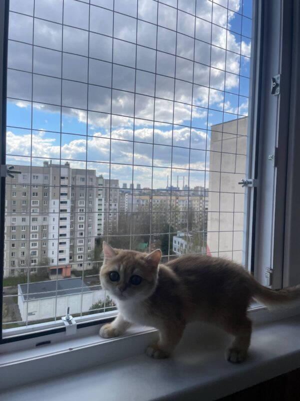 Антикошка на распашное окно