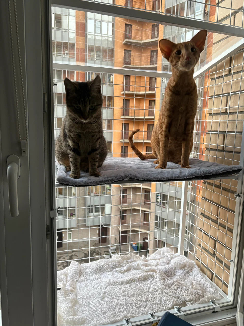 Котобалкон на окно