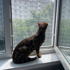 Сетка антикошка на окно купить - антикошка бай, решетка антикошка на окно с доставкой по Беларуси